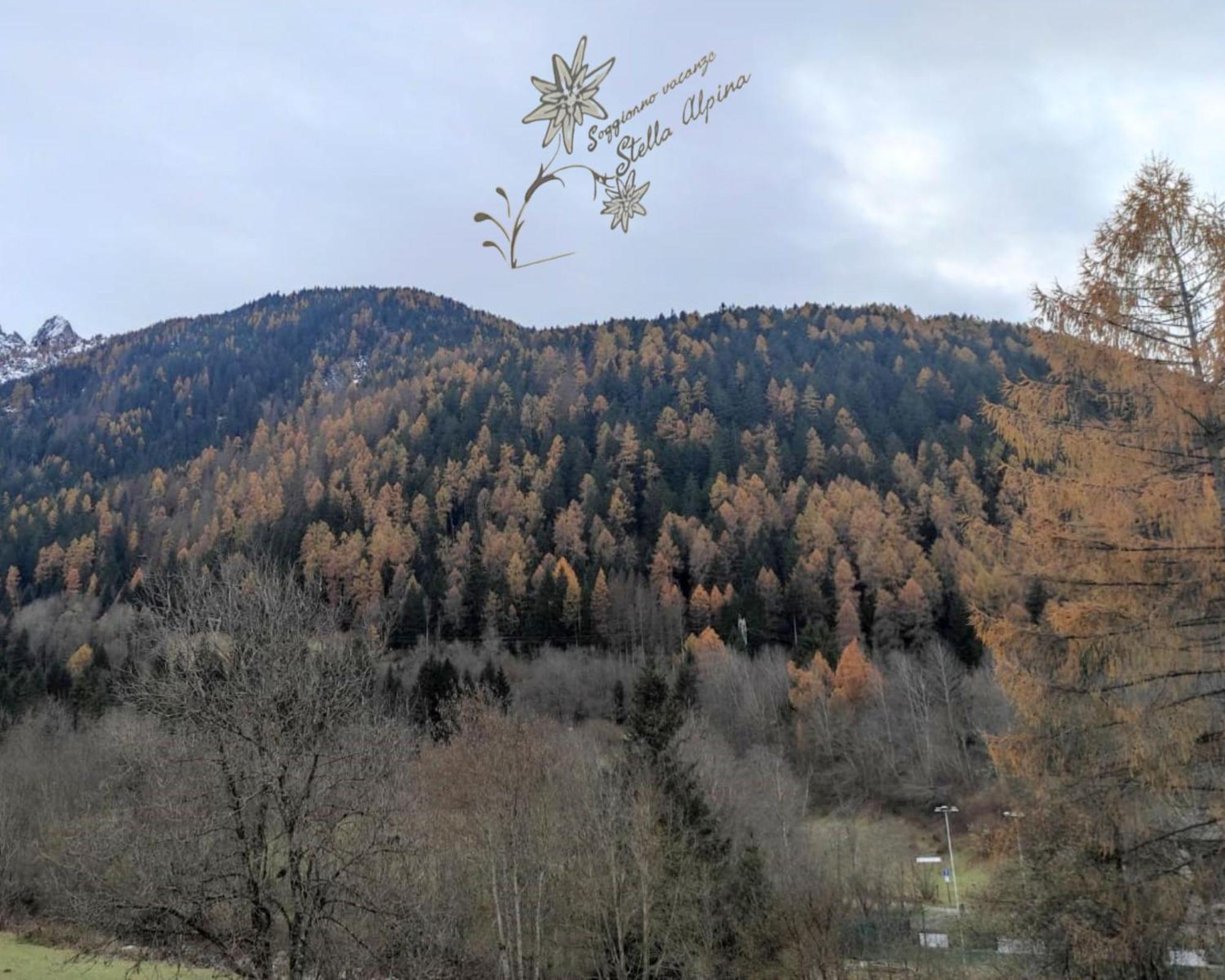 Soggiorno Vacanze Stella Alpina Temù Buitenkant foto