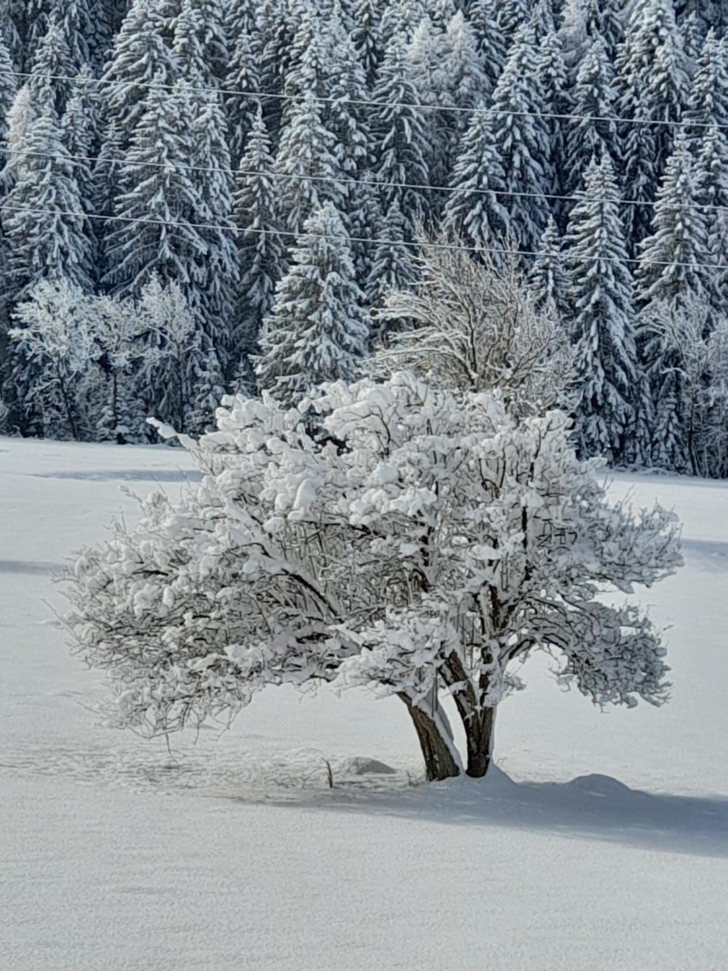 Soggiorno Vacanze Stella Alpina Temù Buitenkant foto